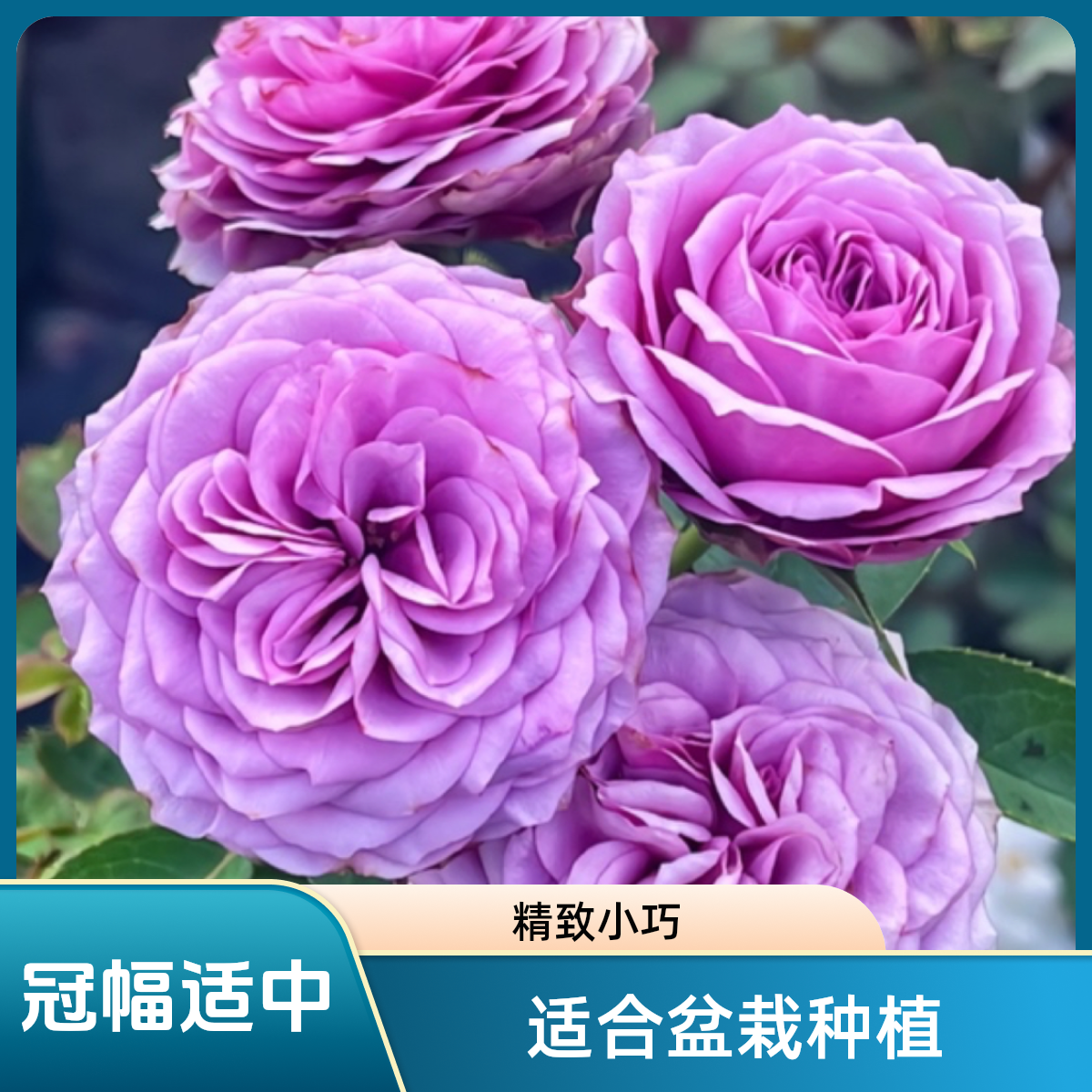 青山黛 微型包子国人自育