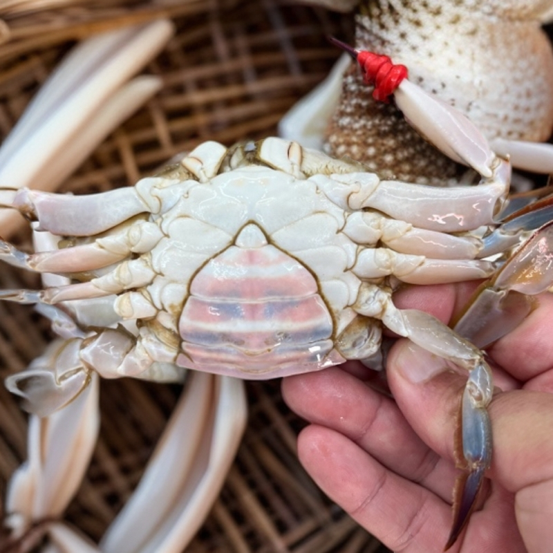 【吃肉肥母】梭子蟹【保鲜不保活】（每斤2-5只）（每只2-5两）断氧掉爪