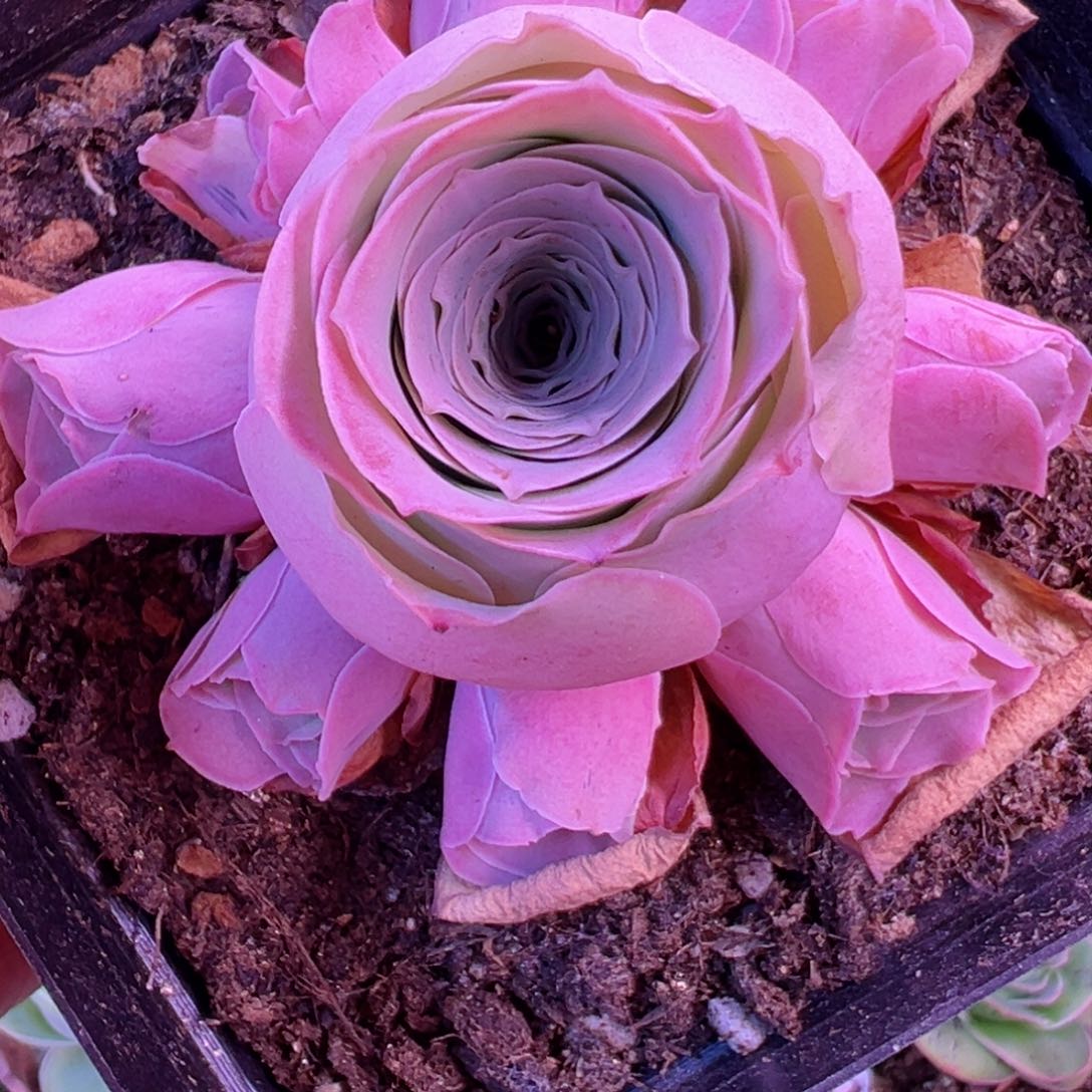 小鹿兜玫瑰山地玫瑰559