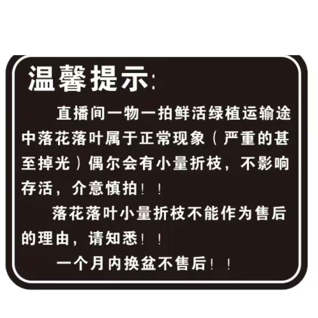 【一物一拍】三角梅四季开花爬藤盆栽室内室外好养带花原土发货