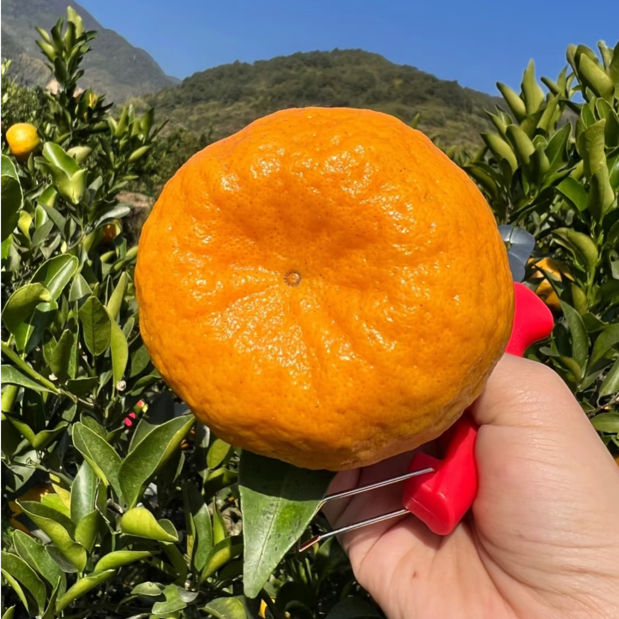 四川屏山成熟品质椪柑橘子新鲜采摘优质水果香甜多汁果粒大