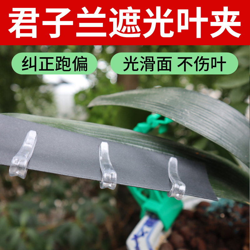 君子兰叶片矫正器专用夹子定型修型扶正矫正线整形遮光纸工具