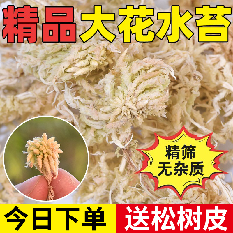水苔蝴蝶兰花种植专用营养土智利进口干苔藓植料石斛乌龟垫材批发