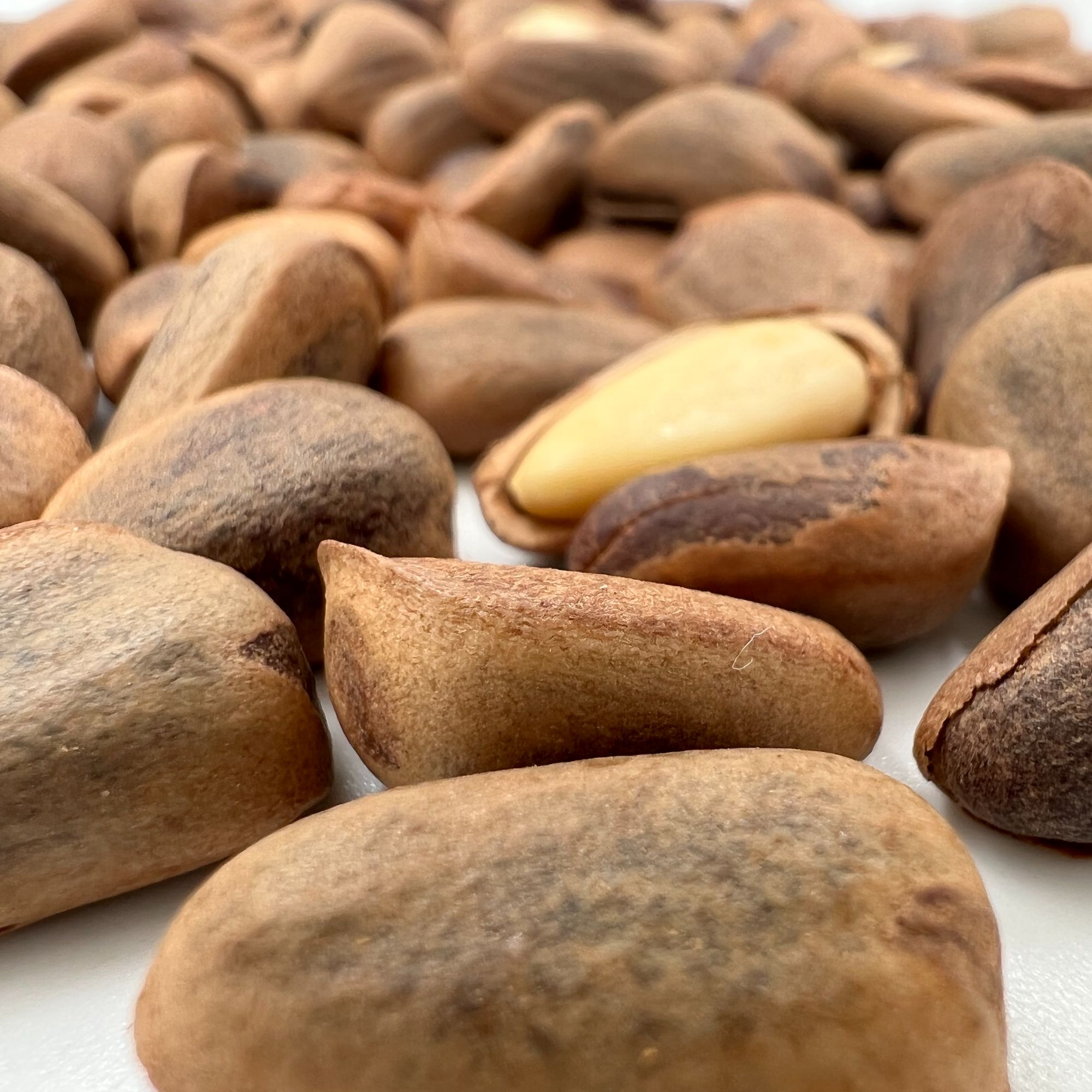 松子 东北大颗粒开口松子 原味无添加 一斤/二斤包邮赠开口夹