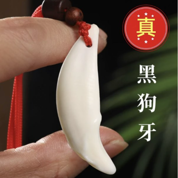 【尺寸4.9-4.99cm】原生真大黑狗牙齿吊坠成人男女创意饰品免费打孔