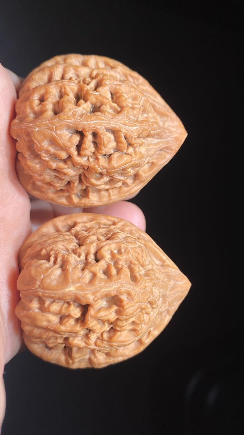 小众《凤凰台》原装 无嫁接 蜡皮主筋很正喜欢的来！