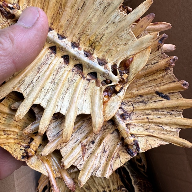 bie甲  壳 初级农产党参当归