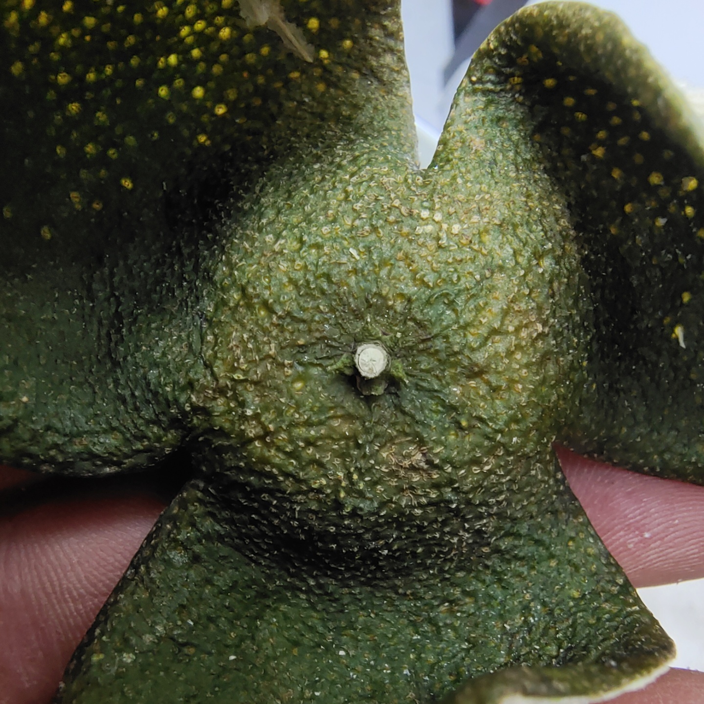 广东新会陈皮2023年大青皮，大红皮，二红皮正在陈化中 带少量断片