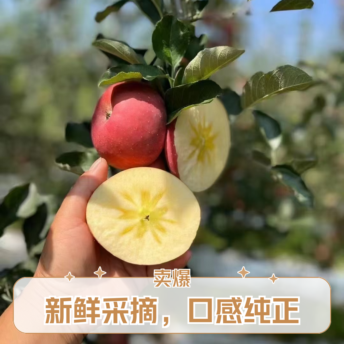 云南昭通苹果现摘现发5/10斤包邮