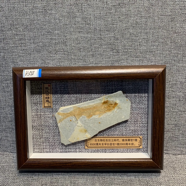 侏罗纪古生物化石D398