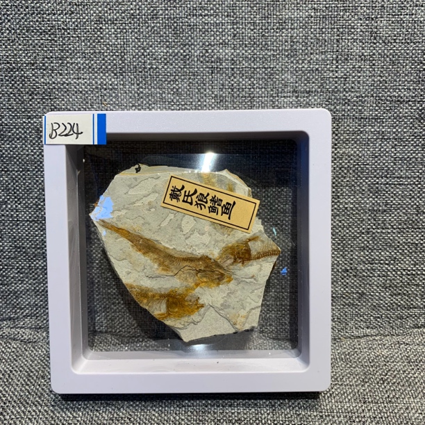 侏罗纪古生物化石B224