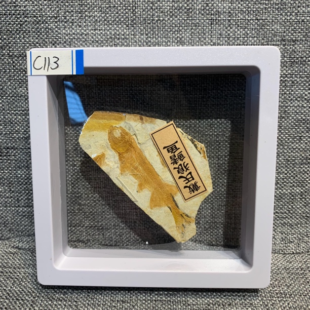 侏罗纪古生物化石C113