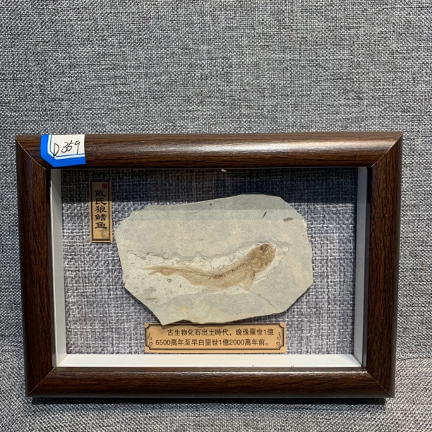 侏罗纪古生物化石D359