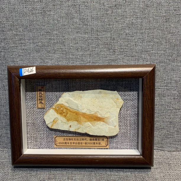 侏罗纪古生物化石D426