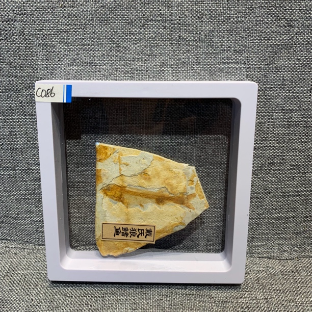 侏罗纪古生物化石C086