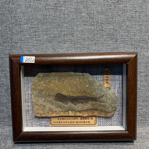 侏罗纪古生物化石D372
