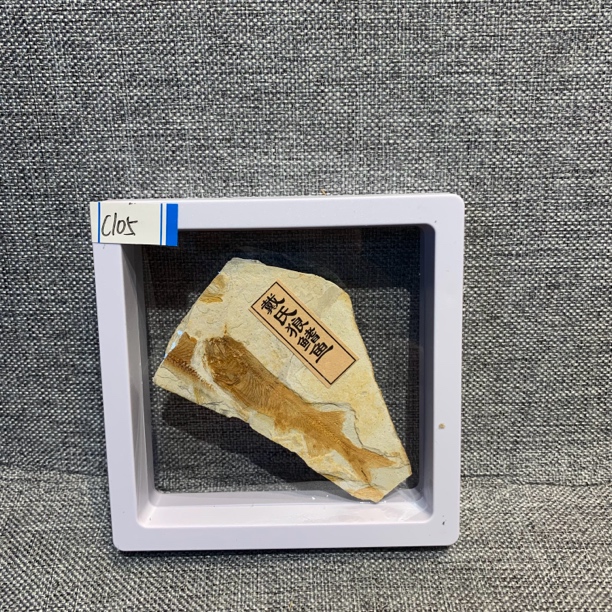 侏罗纪古生物化石C105