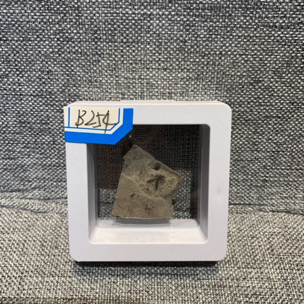 侏罗纪古生物化石B254