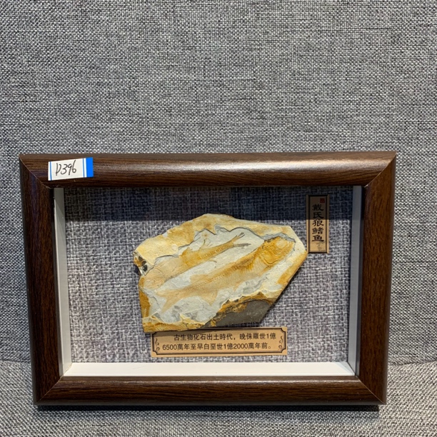 侏罗纪古生物化石D396