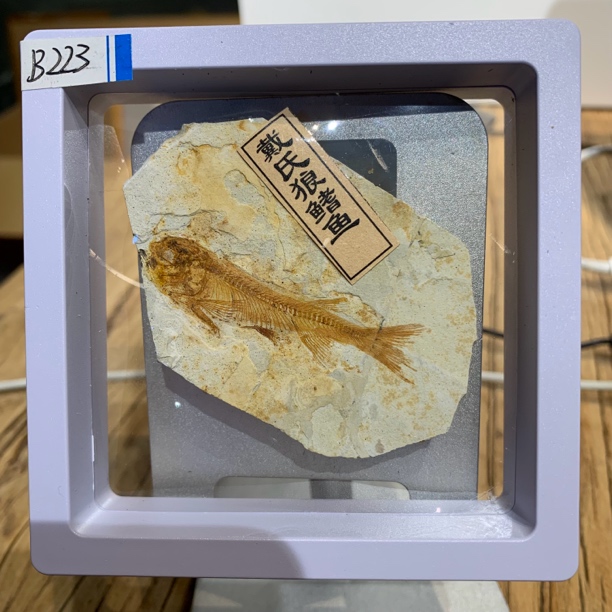 侏罗纪古生物化石B223