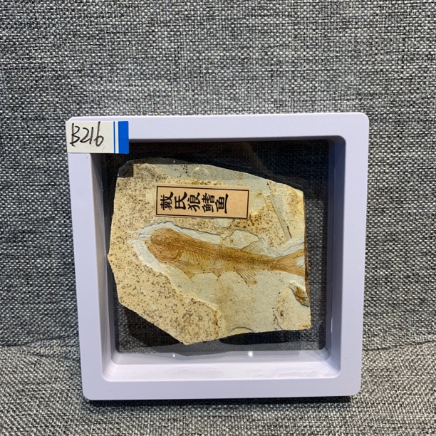 侏罗纪古生物化石B216