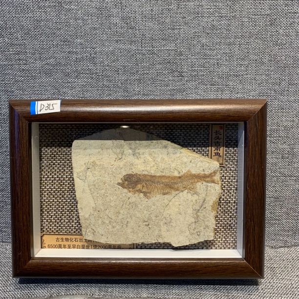 侏罗纪古生物化石D315