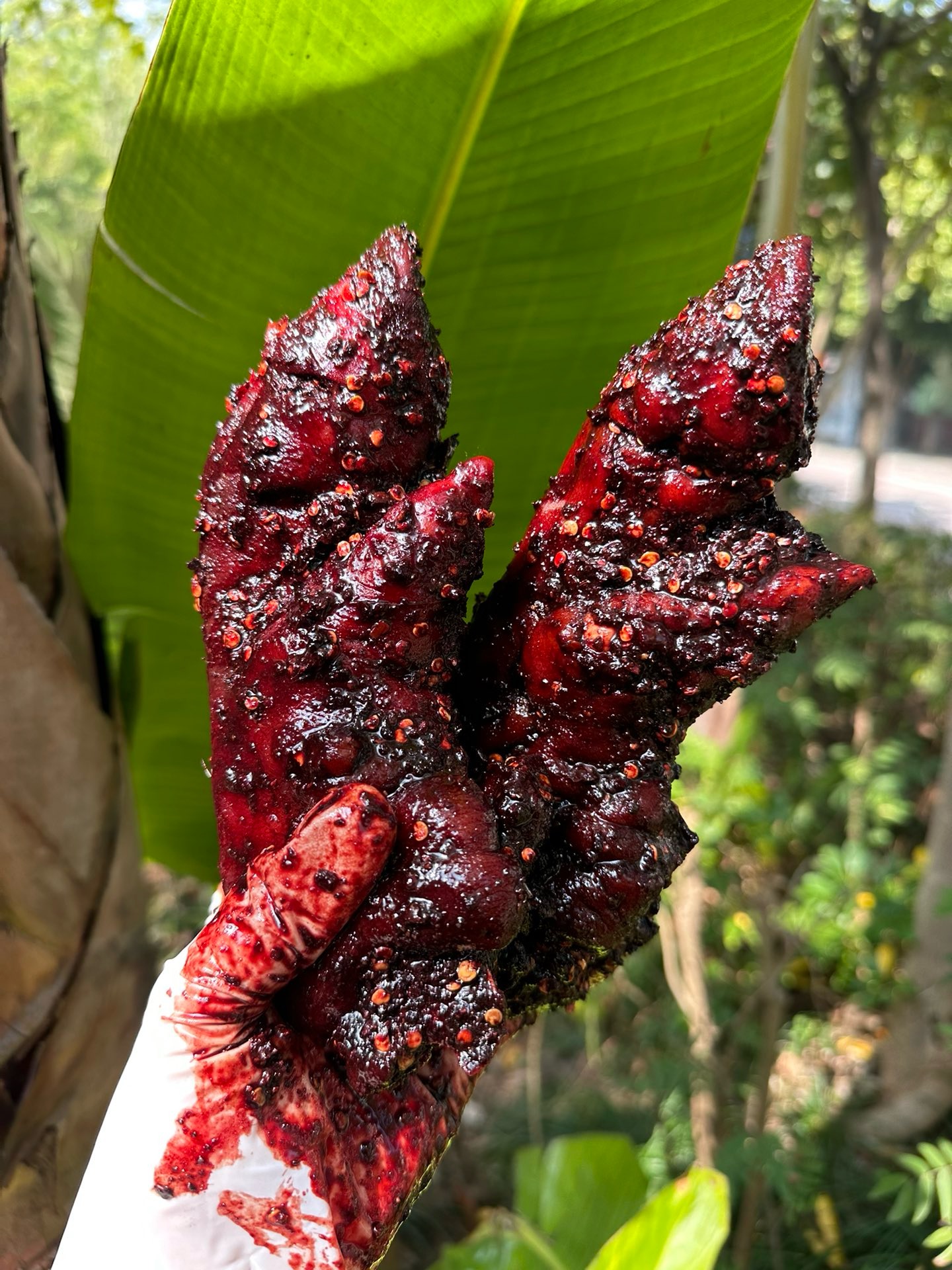 景谷红肉脚爪爪 猪尾巴云南特产普洱景谷特产顺丰包邮