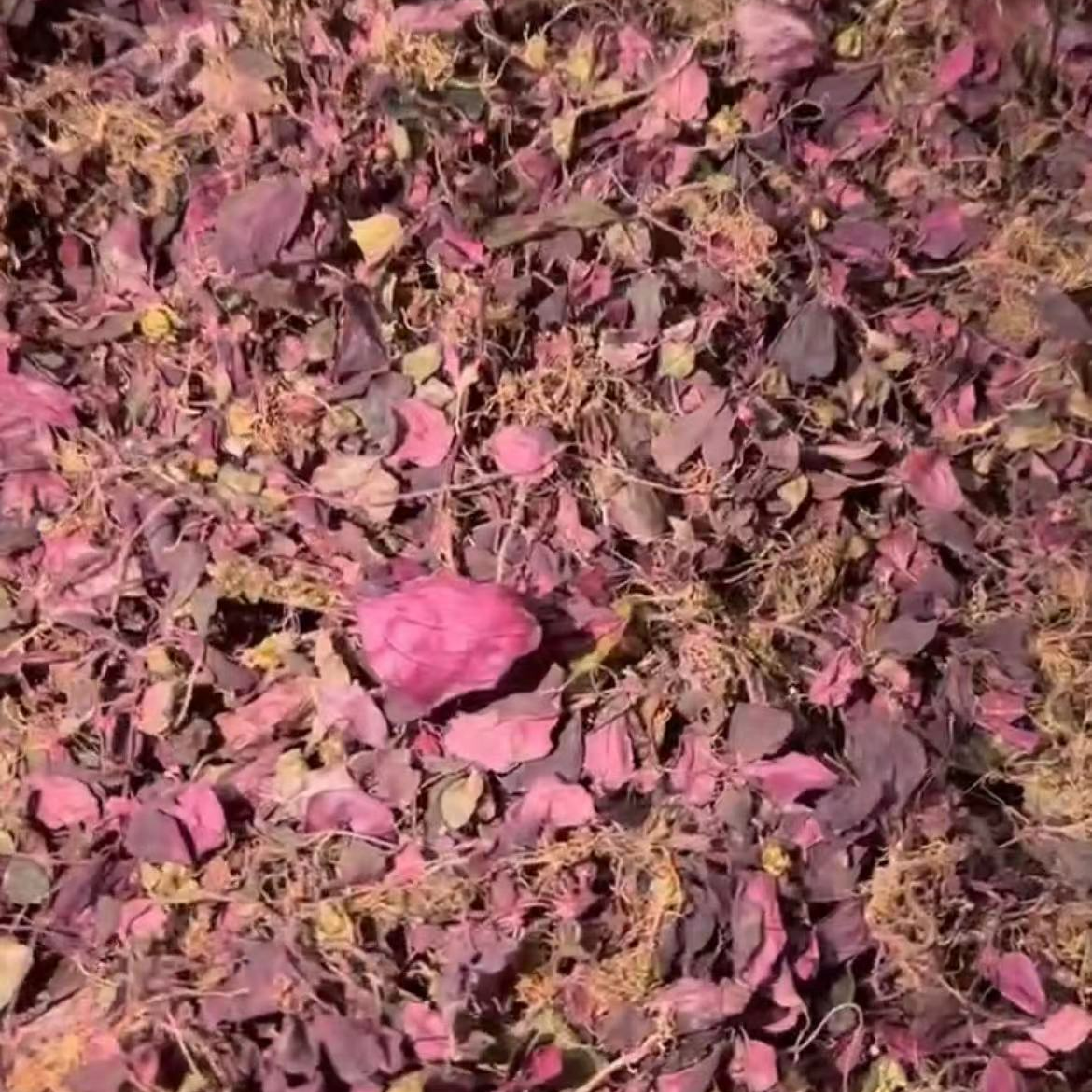 【苗阿妹小小】贵州山货炎草--风柜草    非鱼腥草