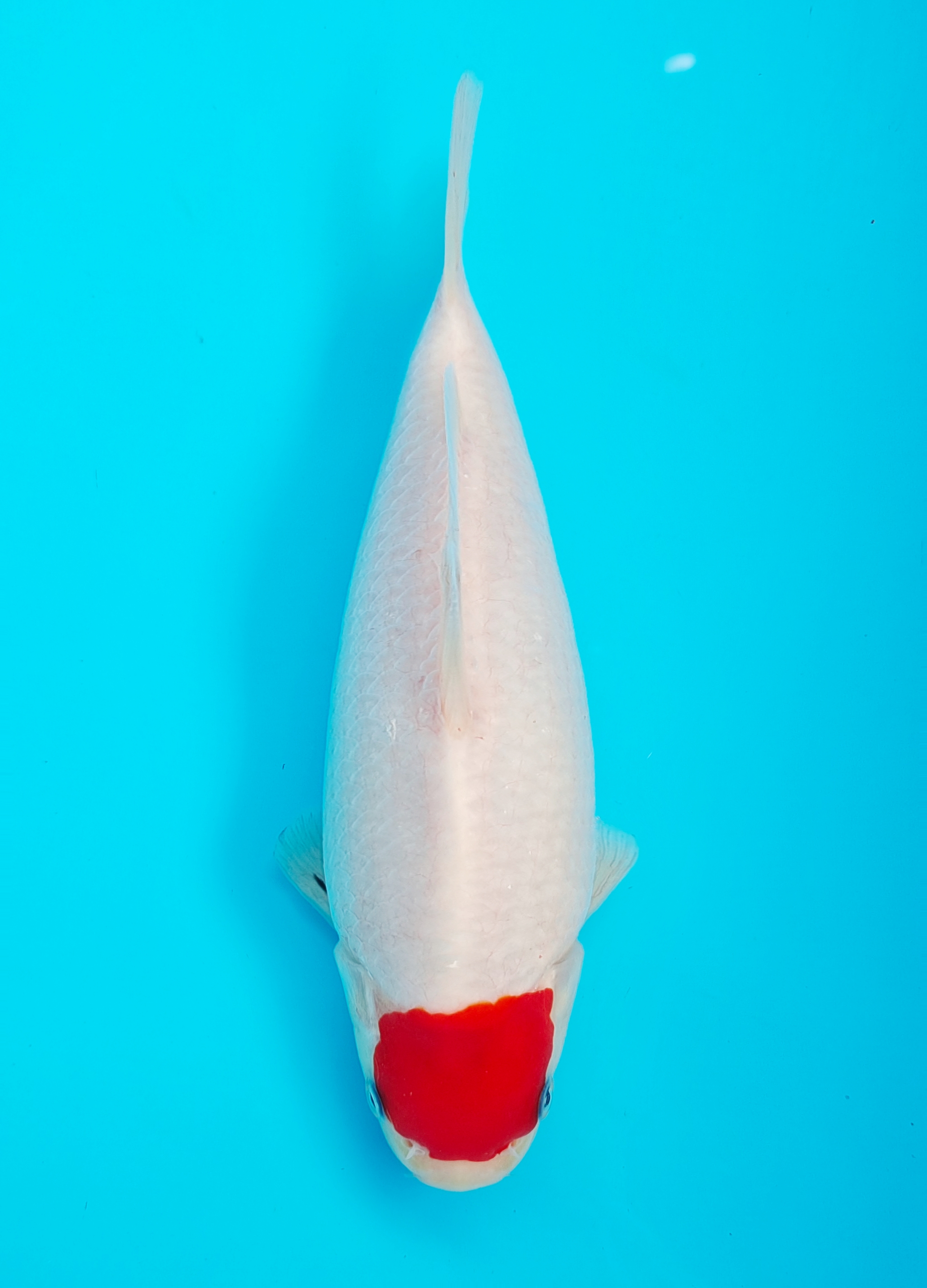 精品板井二代血统锦鲤观赏鱼