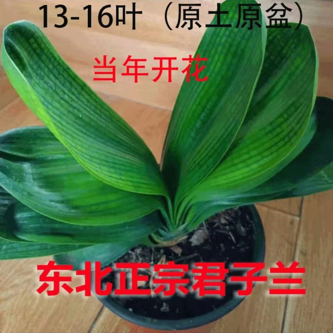 一物一拍，直播间选花，君子兰，圆头短叶系列，欢迎选购