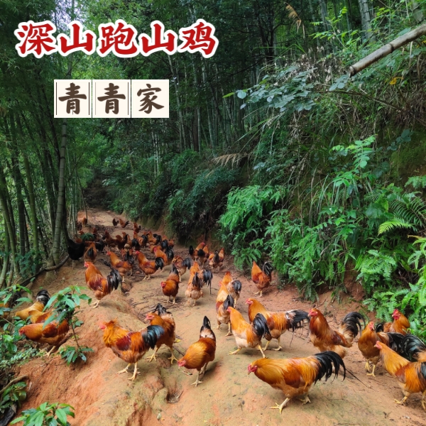 山上放养河田鸡阉鸡净重3斤以上，300天以上，跑山鸡土鸡农家粮食鸡