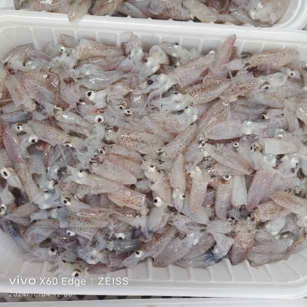 4斤青岛小船笔管鱼  海兔 