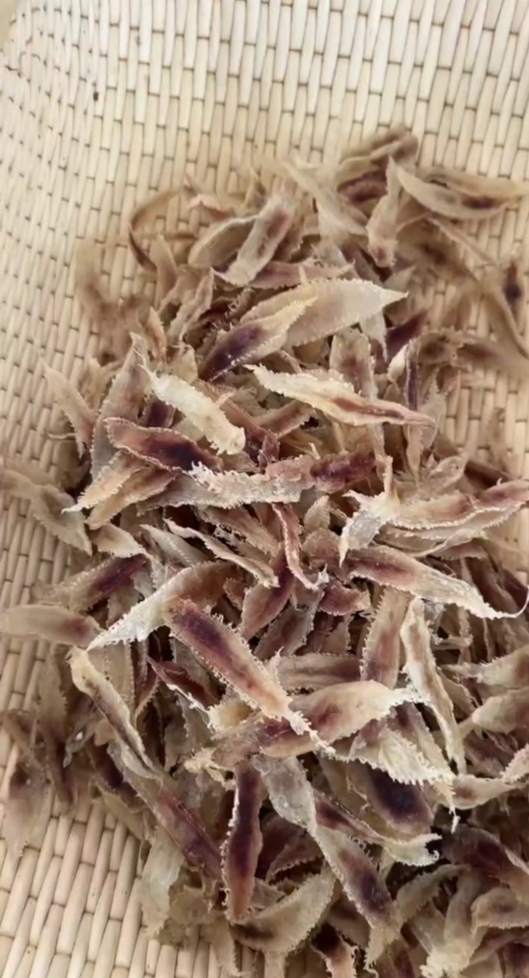 125g青岛鳘鱼鳔(鱼胶干货煲汤东海鳘胶)