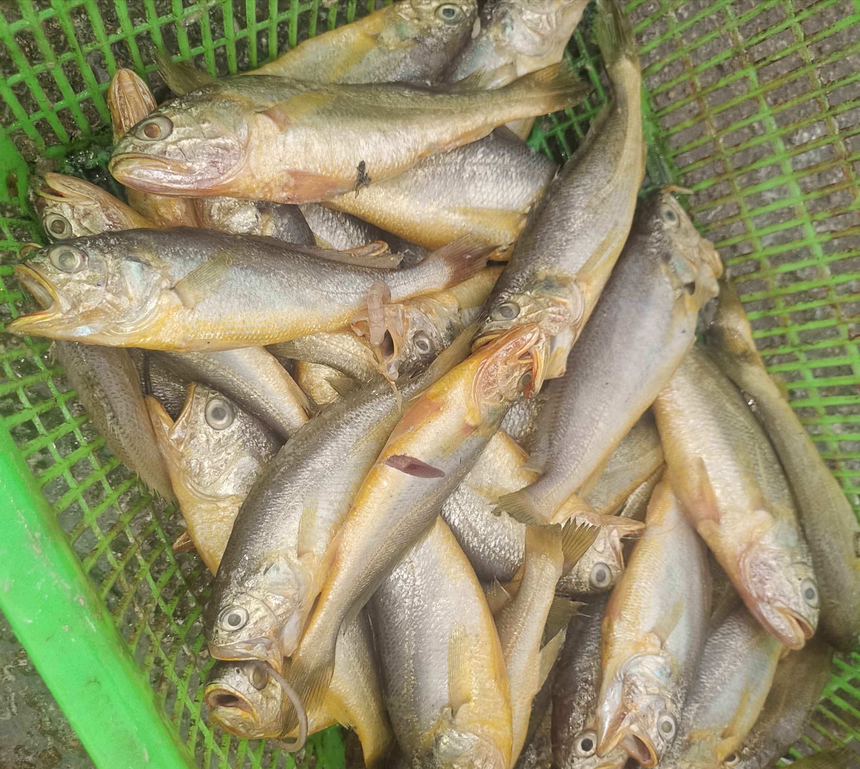 4斤青岛谭网野生美食小黄花码头直发零食跳跳鱼石头鱼