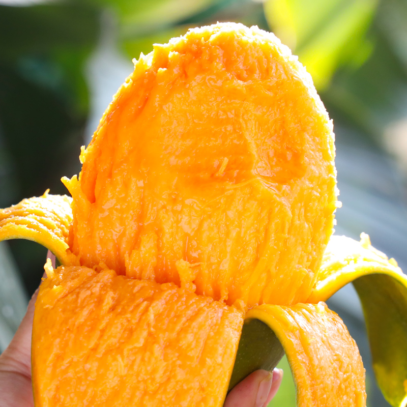 攀枝花凯特芒3斤大芒果新鲜应季水果 放软食用T