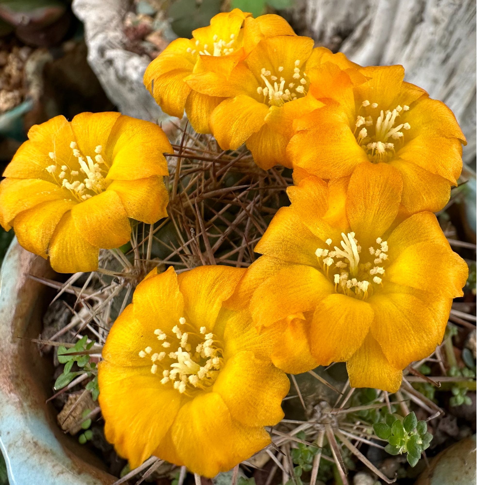 仙人球 一物一拍链接满20元包邮 偏远地区不包邮