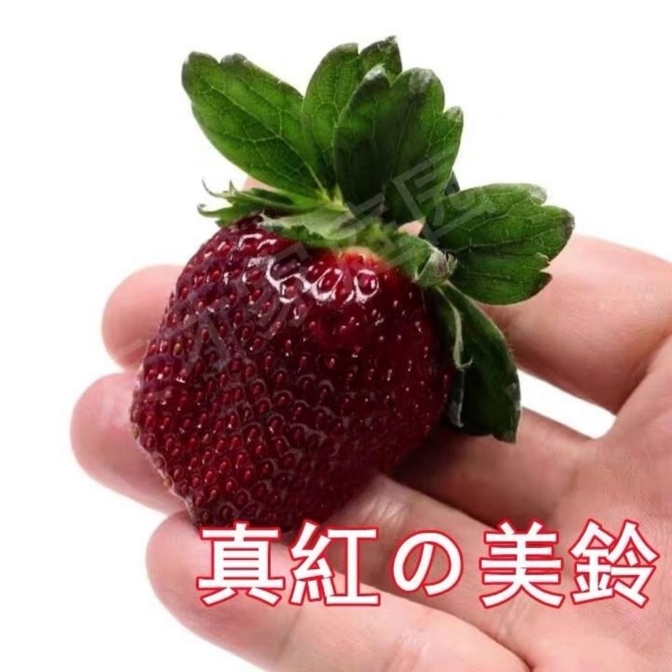 黑珍珠草莓苗最甜草莓盆栽地栽大面积种植南北方适应抗寒甜草莓苗