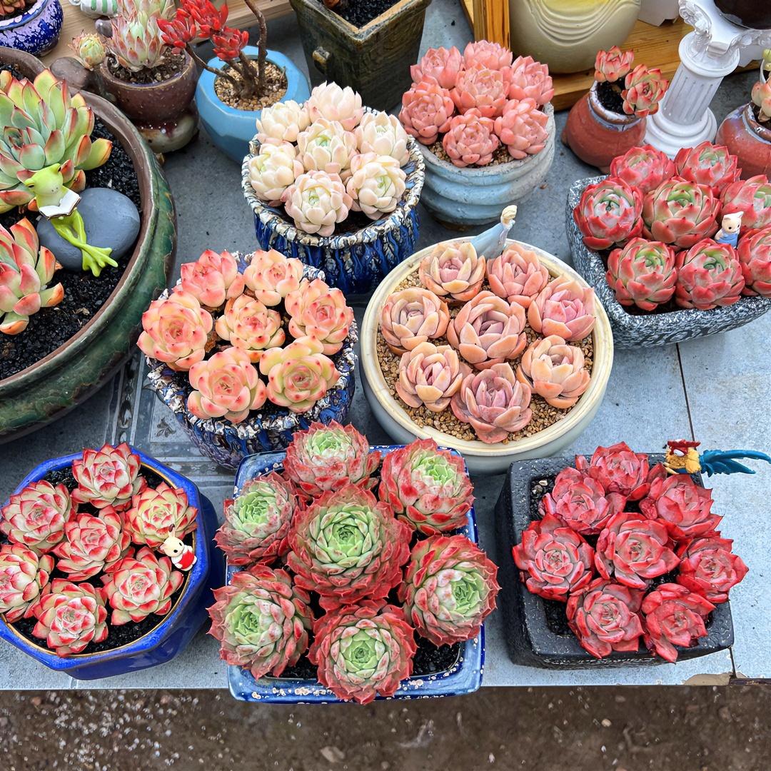 【综合链接1】精品高品质多肉植物绿植盆栽肉肉好养活简单春季粉色