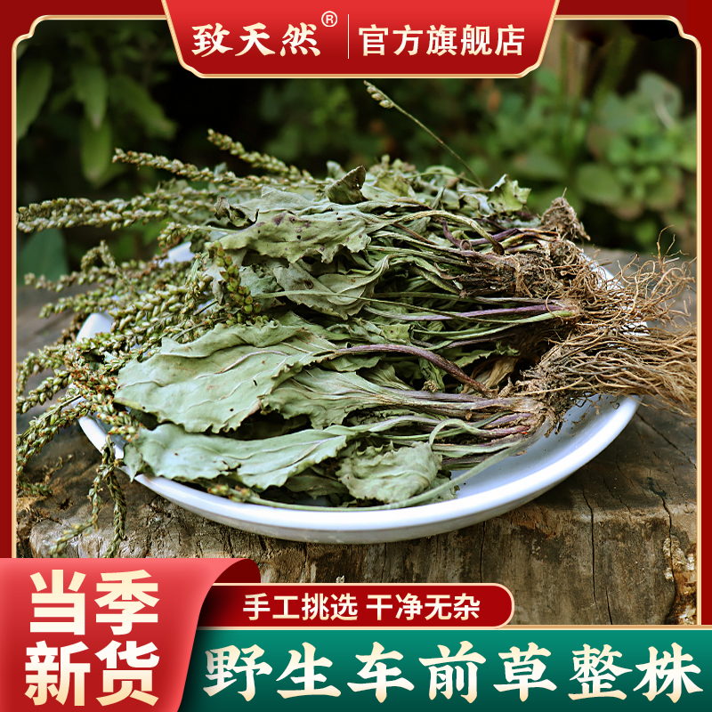 车前草精选干净新货车前草泡水秦岭野生新鲜车前作用桃胶天然