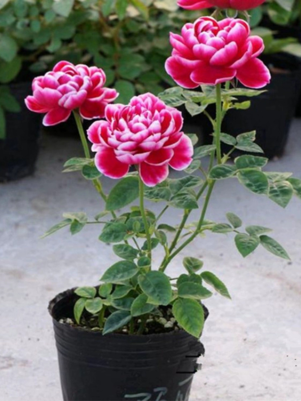 日本玛丽玫瑰盆栽阳台露台庭院特浓香玫瑰开花卉植物
