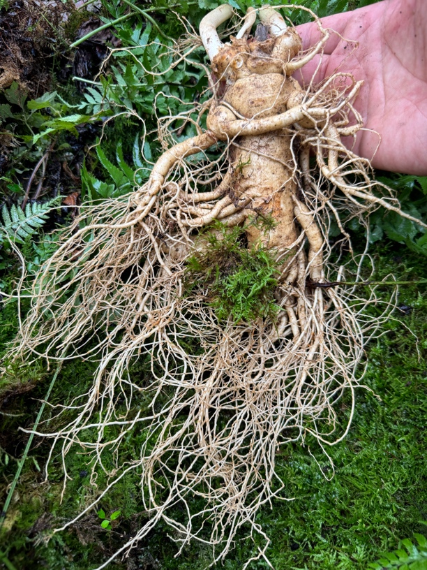 长白山新鲜大人参