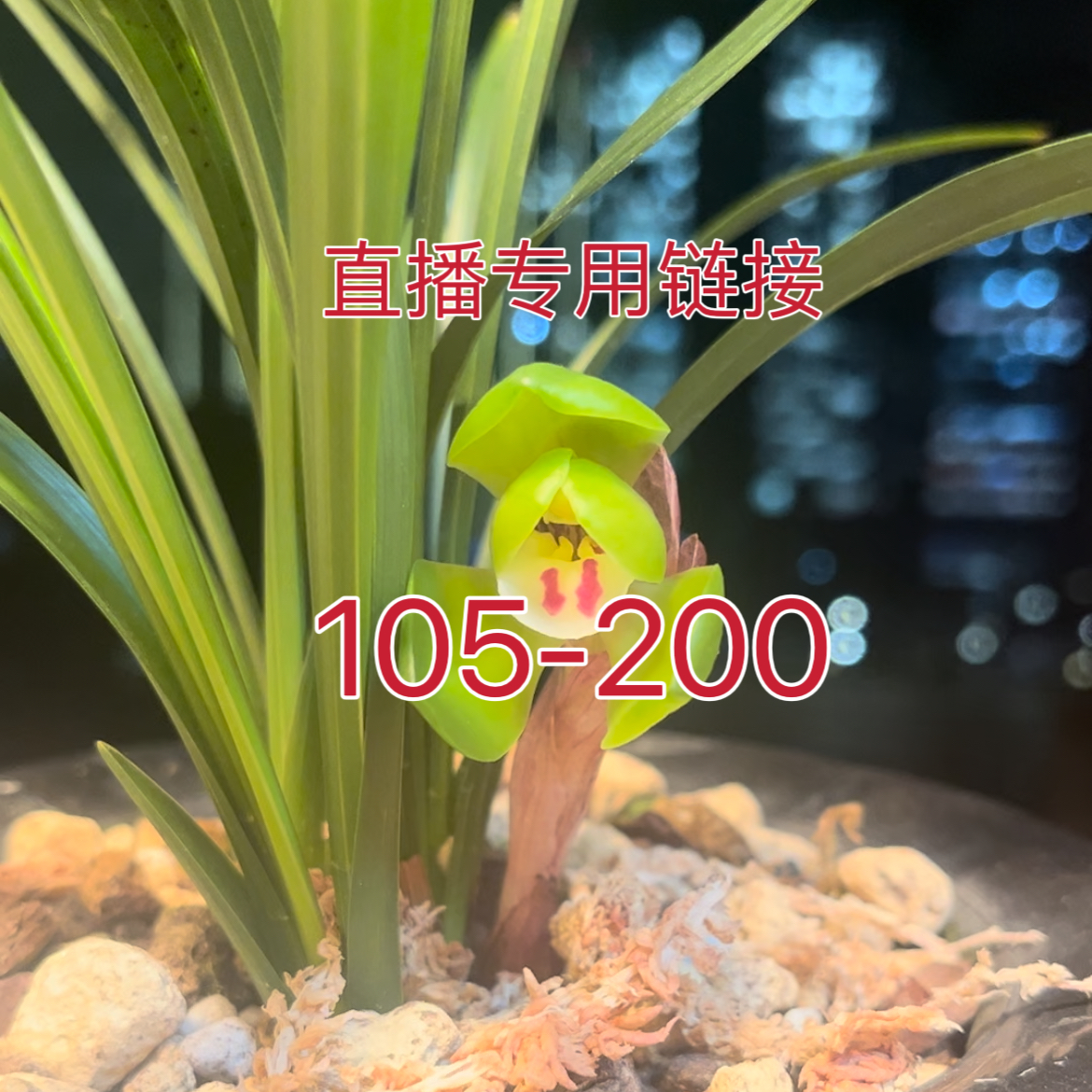 105-200直播专用 裸根发货 不带盆土 新手养兰 兰花 