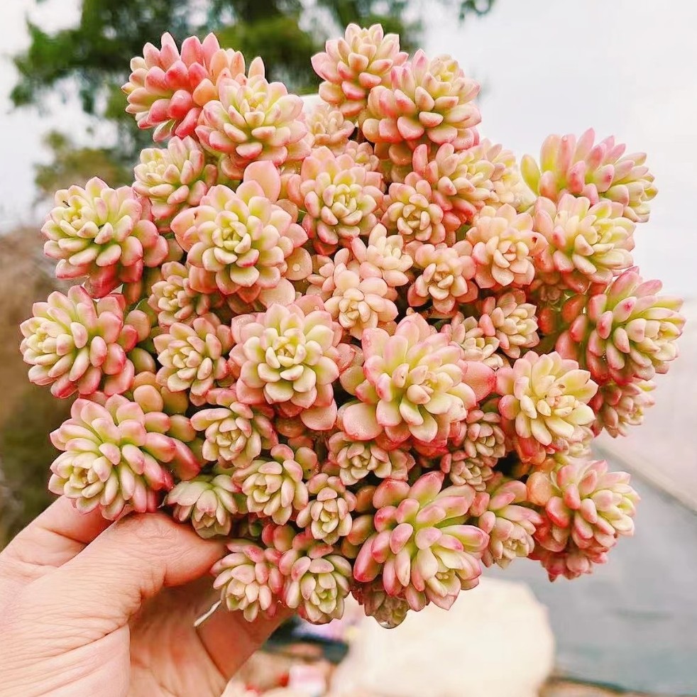 M小星星（150#）多肉植物  阳台庭院办公室好养 绿植盆栽耐旱耐寒