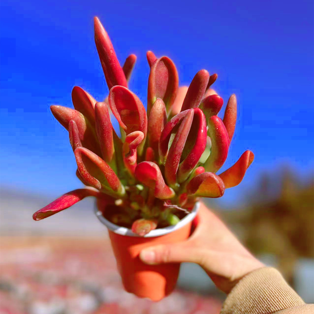M 火狐狸（120#）多肉植物  阳台庭院办公室好养 绿植盆栽耐旱喜阳