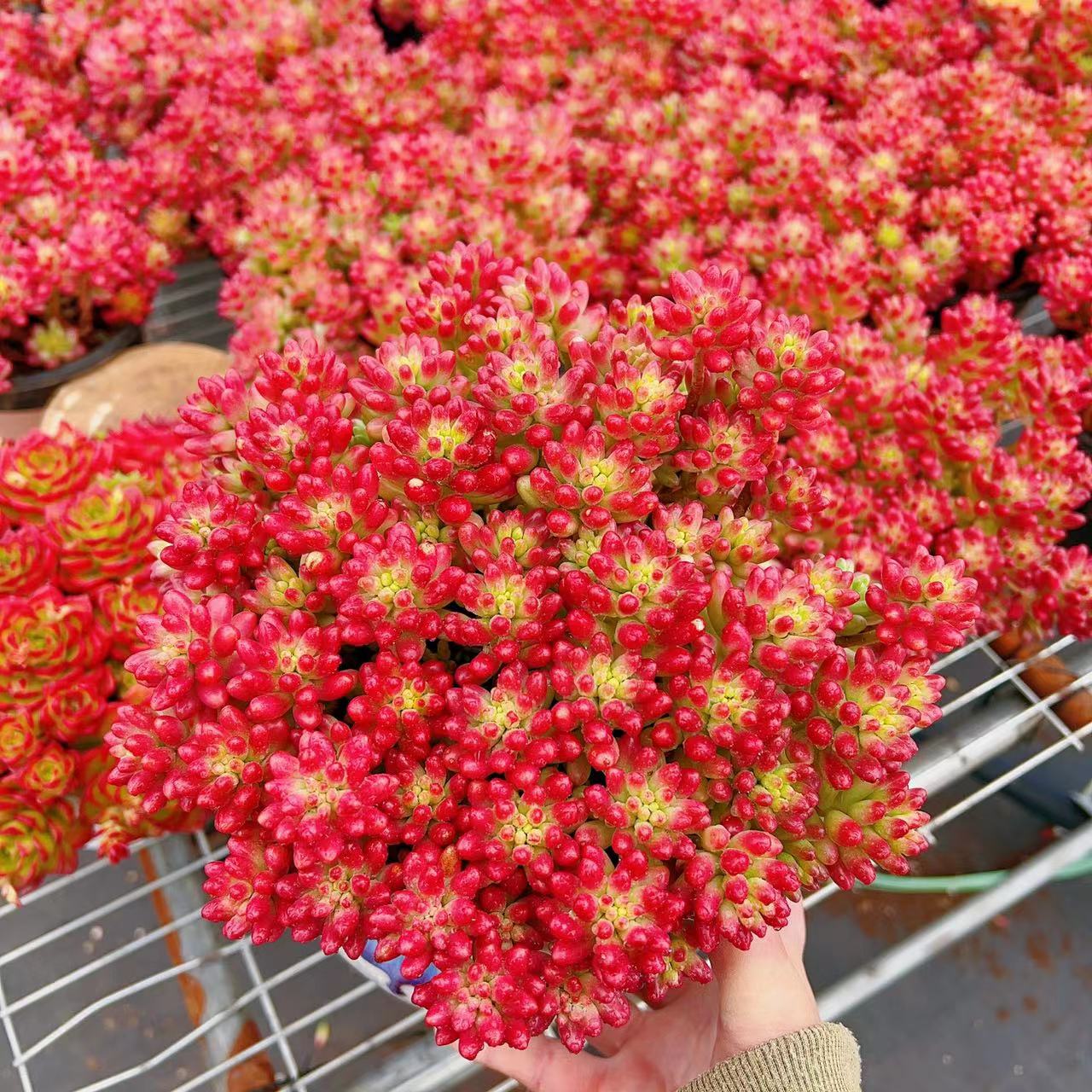 E 大红葡萄（160#）多肉植物 阳台庭院办公室好养 绿植盆栽耐旱耐寒