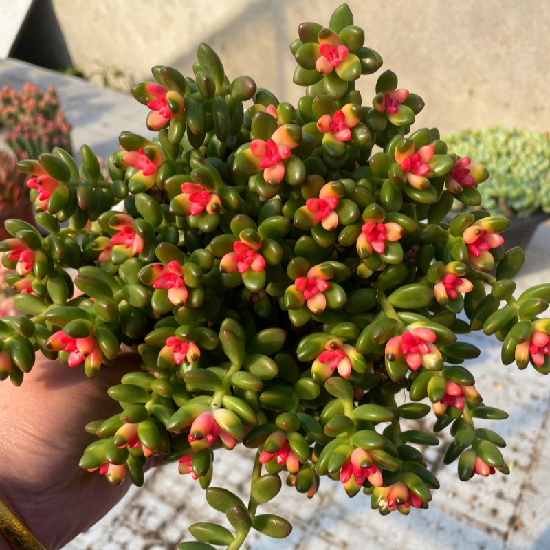 E 欢乐豆（140#）多肉植物  阳台庭院办公室好养 绿植盆栽耐旱