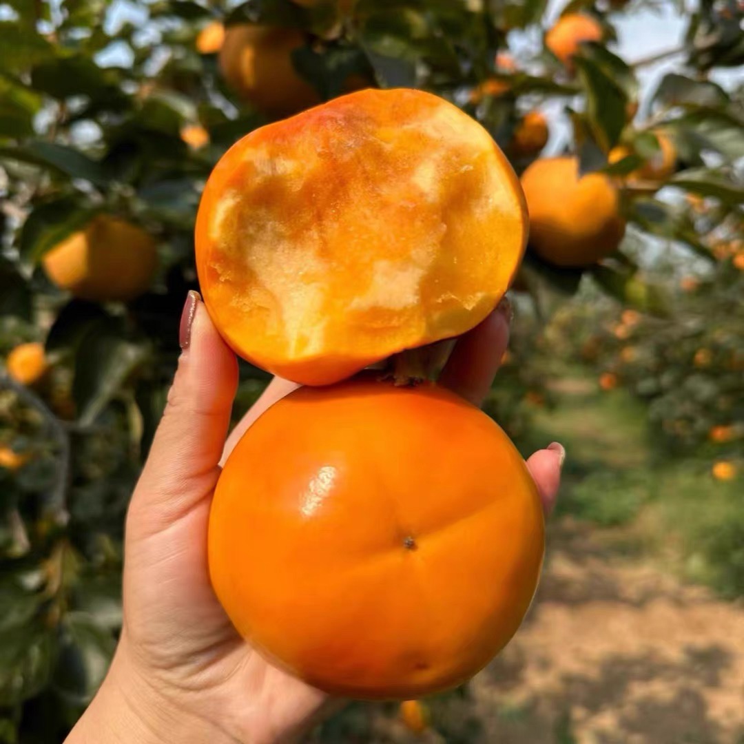 【正宗脆甜柿子树苗】 基地直发 南北方种植 盆栽地栽果树苗