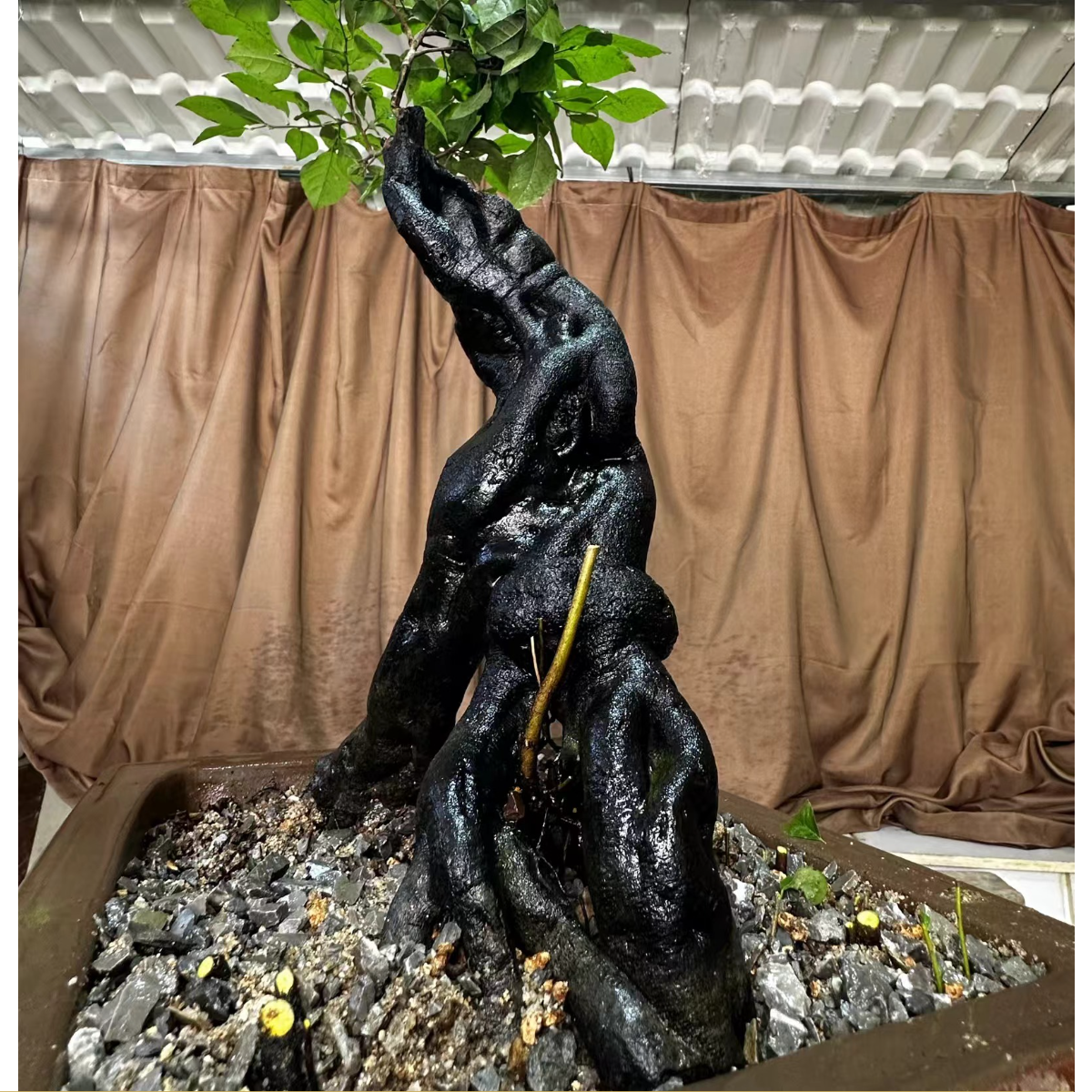 老鸦柿盆景素材生桩熟桩