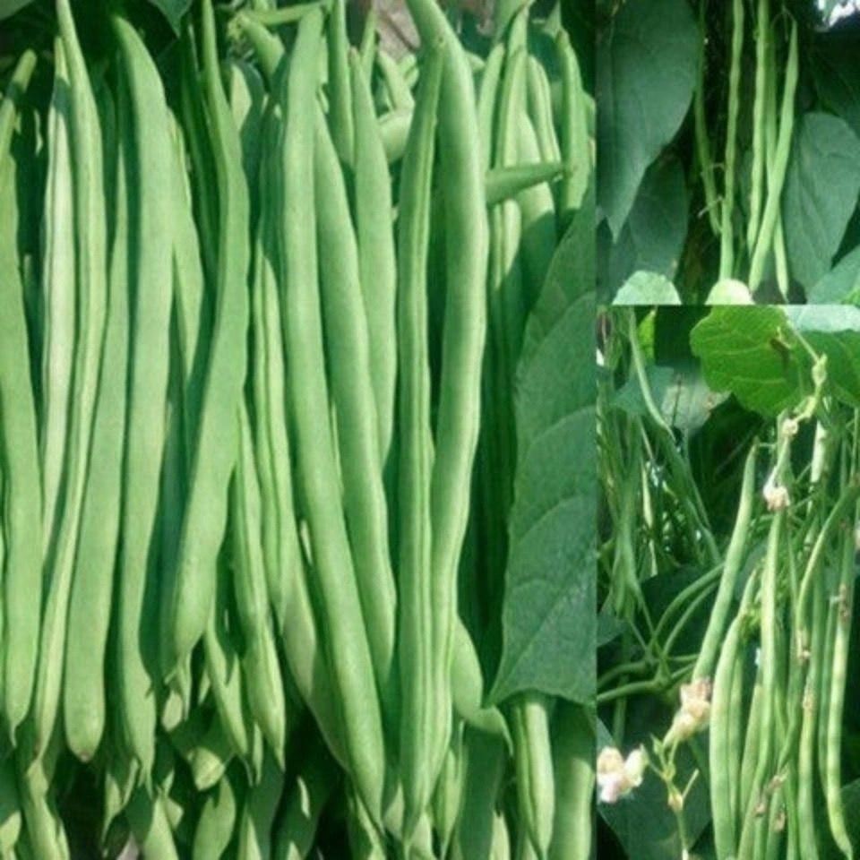 上架四季豆种子高产无架四季豆春秋无架豆角种四季早熟易种蔬菜种