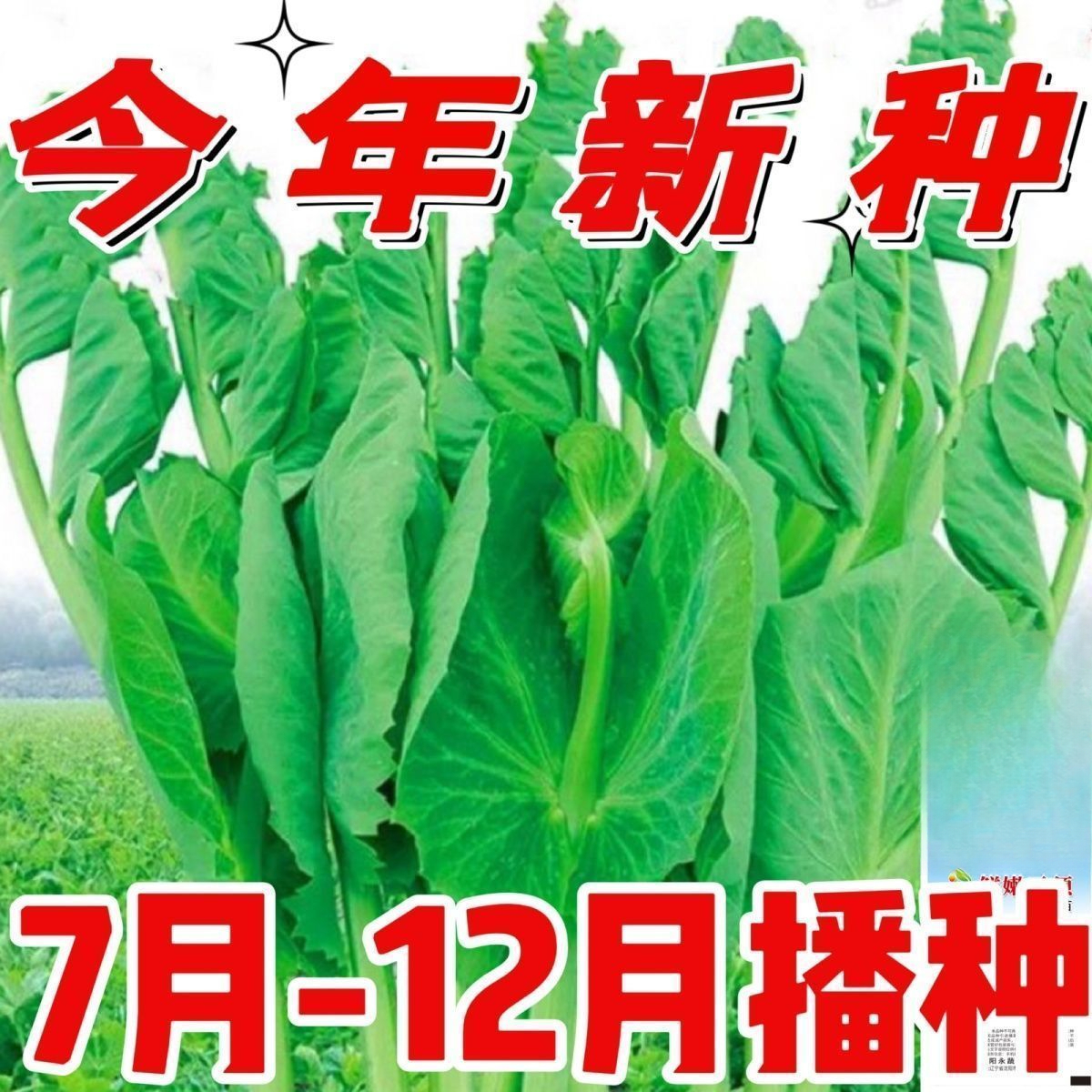 豌豆苗种子专吃苗大叶无须豌豆尖种子春秋豌豆芽苗蔬菜种子秋冬季